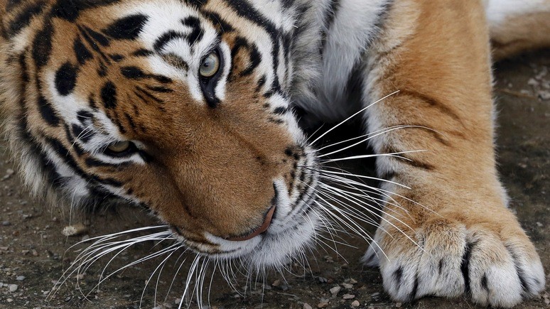 Denver Post: в США усыпили привезённого из России амурского тигра