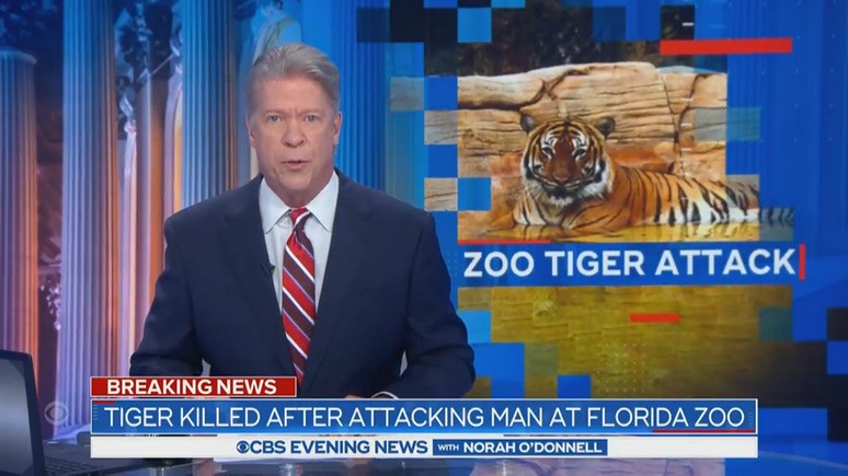 CBS: в США следователи думают, предъявлять ли обвинения пострадавшему от зубов малайзийского тигра