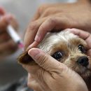 DM: австралийский ветеринар добивается одобрения российской вакцины для животных