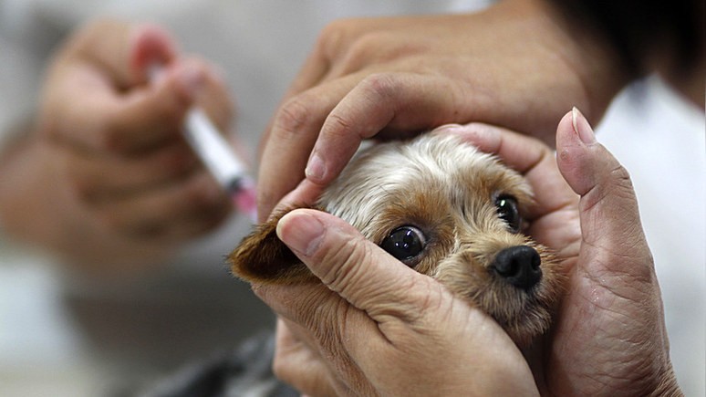 DM: австралийский ветеринар добивается одобрения российской вакцины для животных